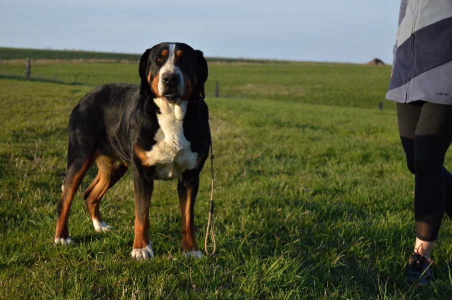 Evelyn From Balihara ranch :: Chovatelská stanice GOLDEN BOHEMICA